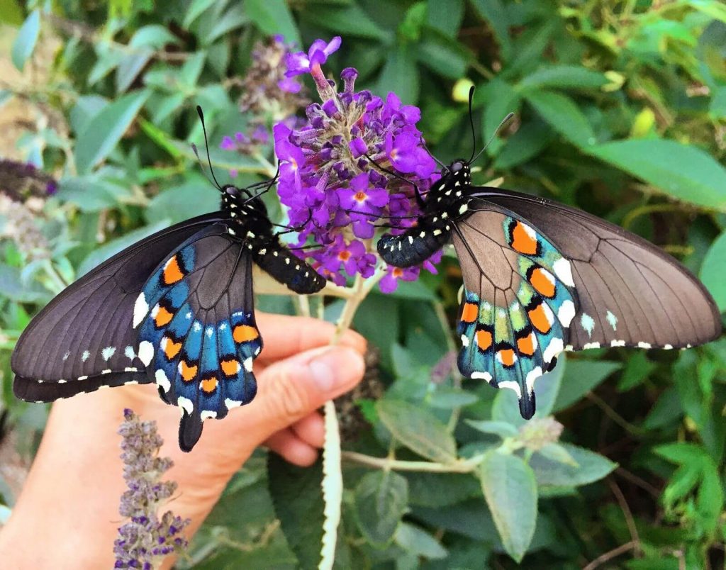California pipevine swallowtail butterfly