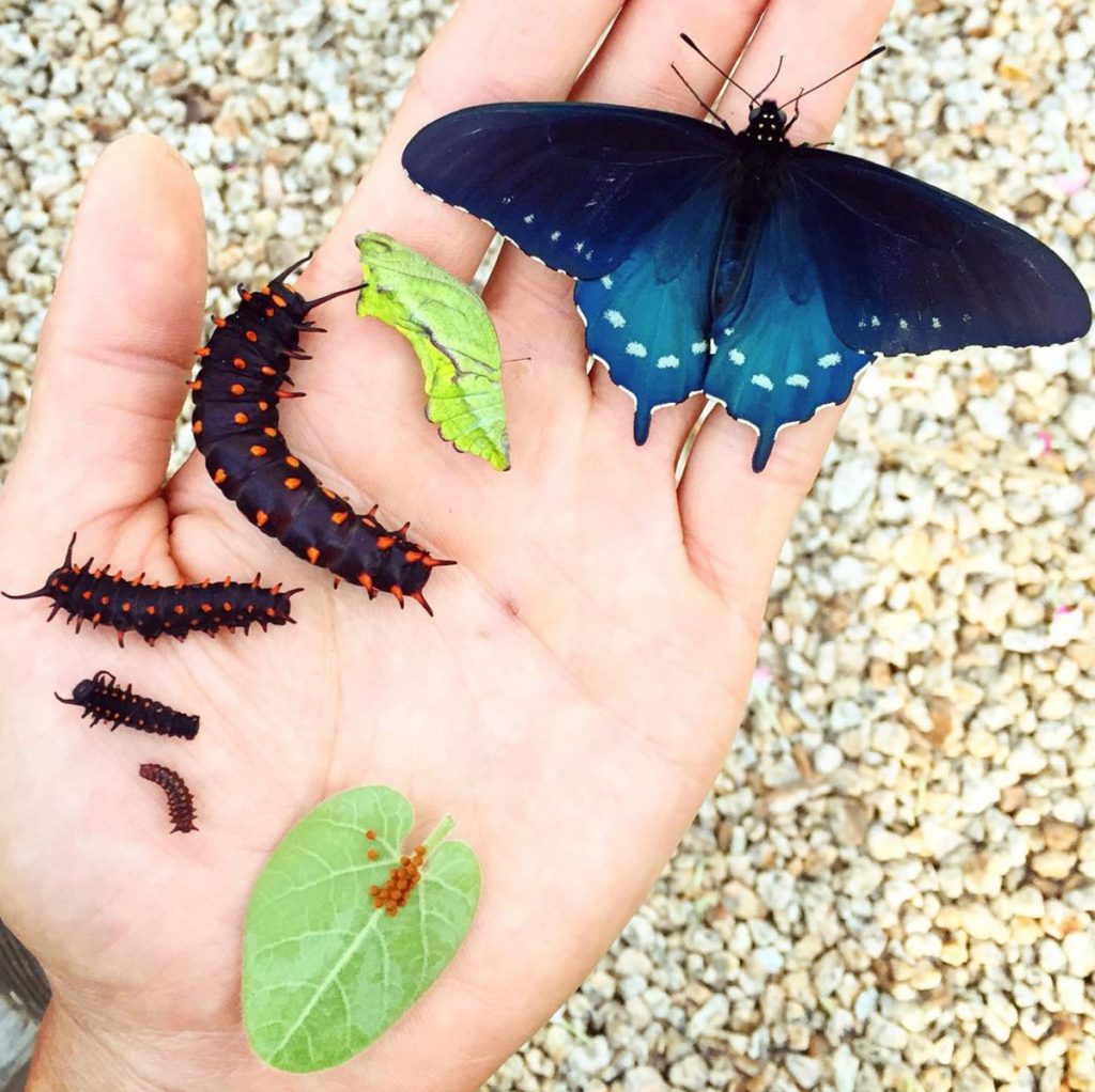 One man is repopulating the butterfly species in San Francisco