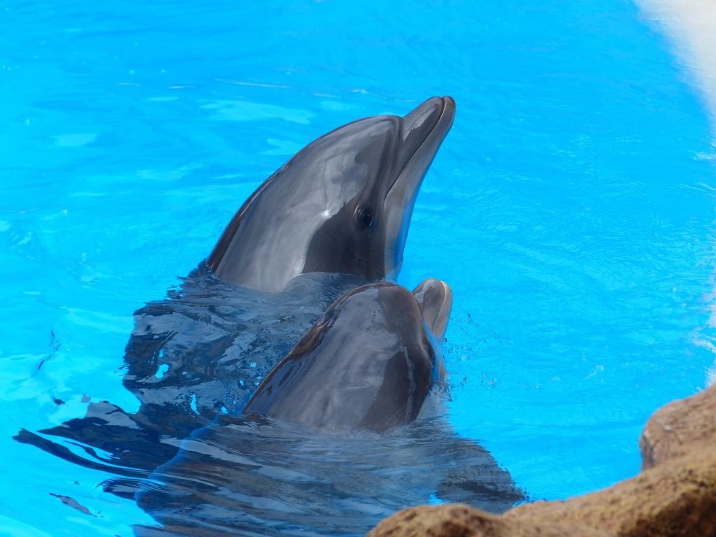 New Zealand bans swimming with dolphins