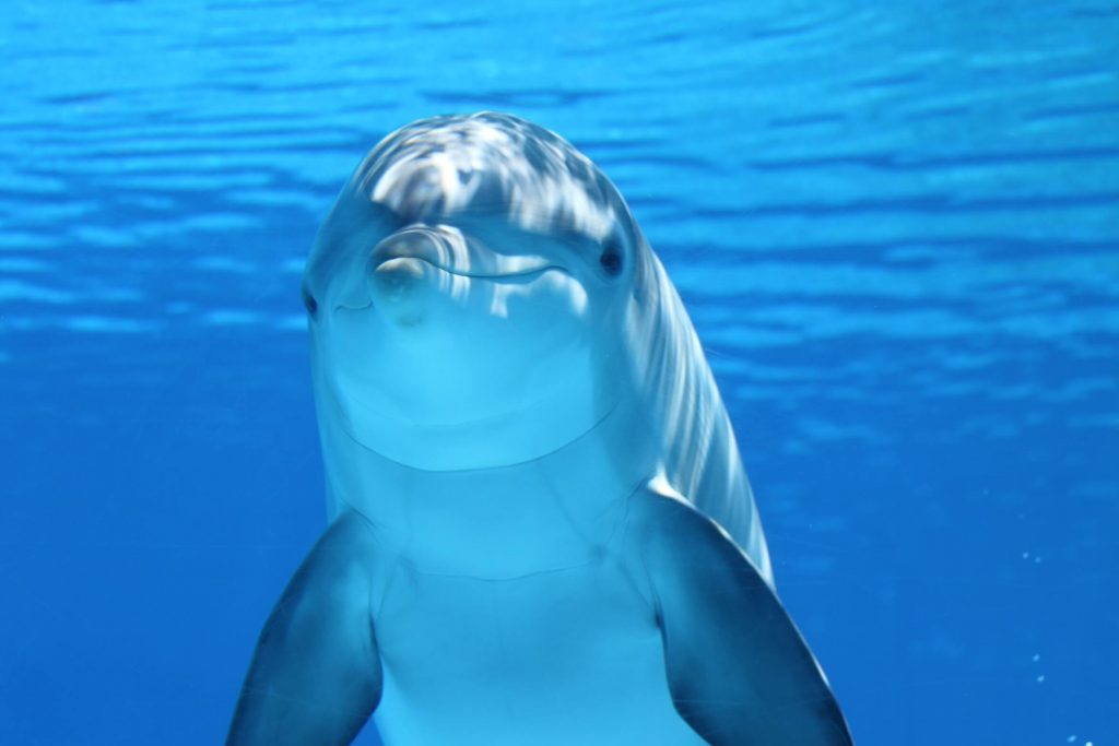 New Zealand bans swimming with dolphins