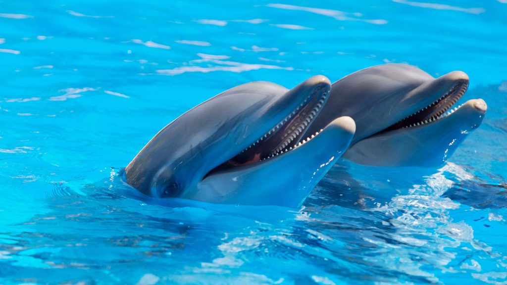 New Zealand bans swimming with dolphins