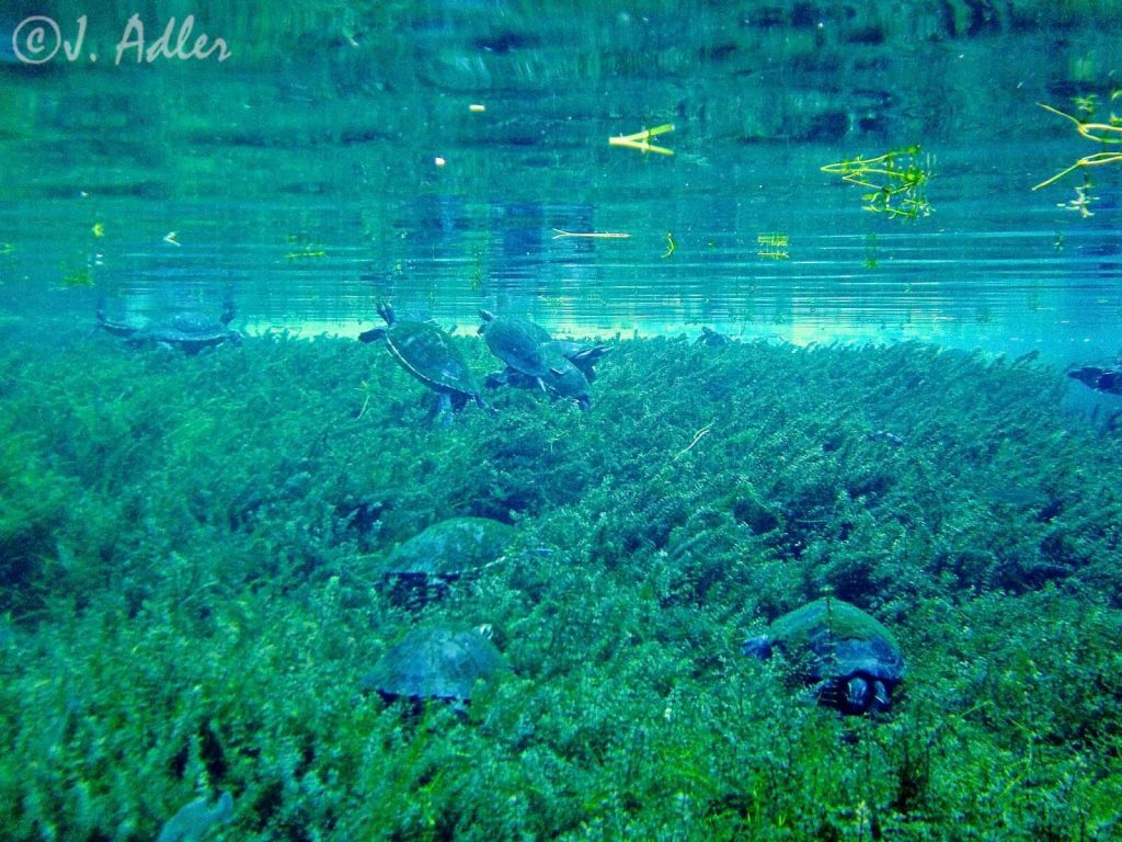 Nestle awaits approval to pump over 1.1m gallons of water out of Ginnie Springs per day