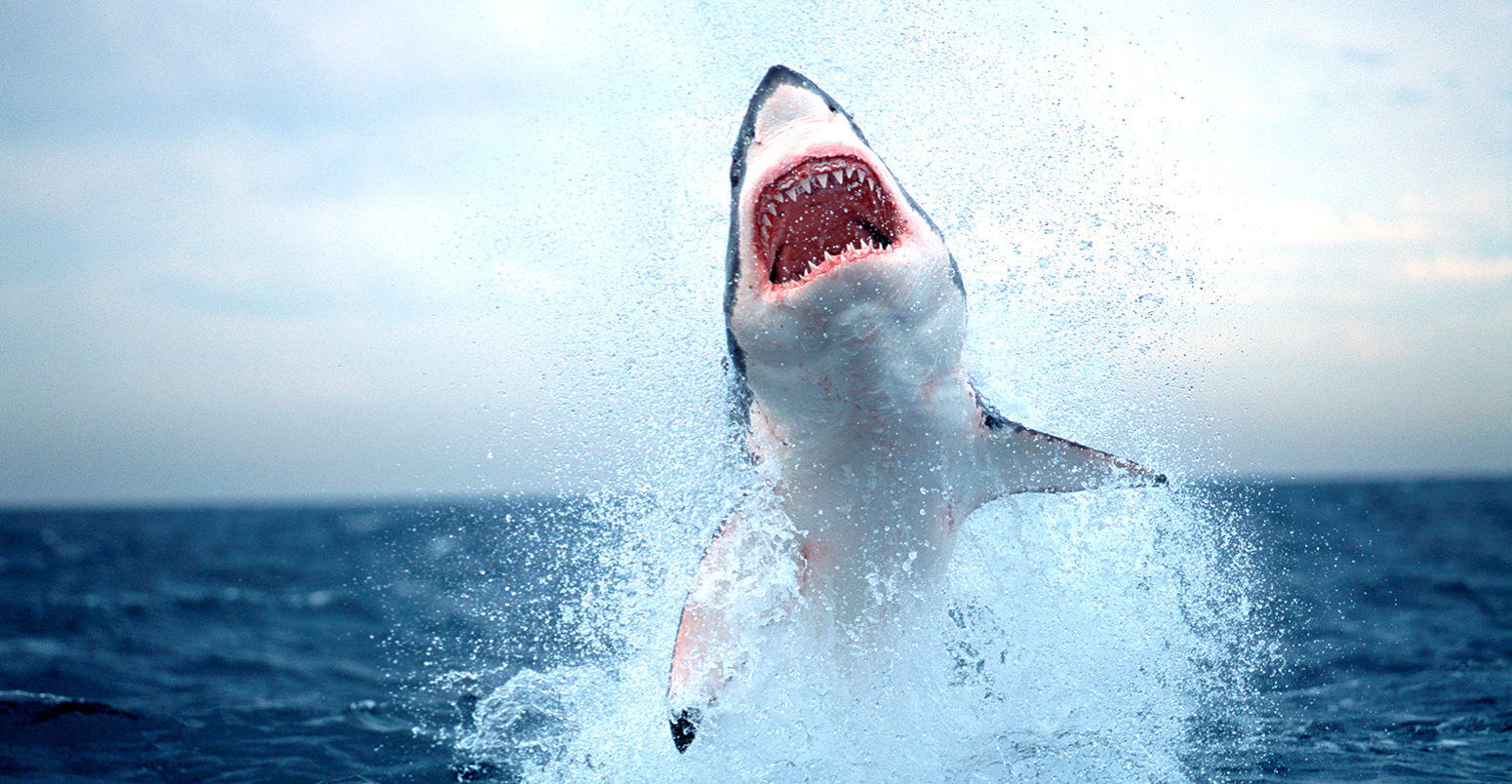 great-white-shark- Great white sharks have disappeared off of the coast of South Africa. Credit: Nature Picture Library / Alamy Stock Photos