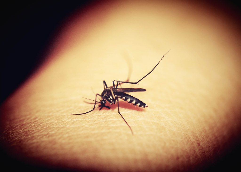 Potential new drug treatment that makes people's blood lethal to mosquitoes could stop the spread of malaria