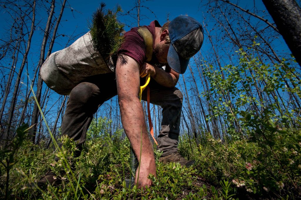 A first-year planter puts a tree in the ground.