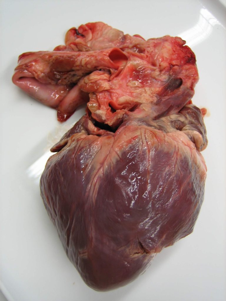 A pig's heart
