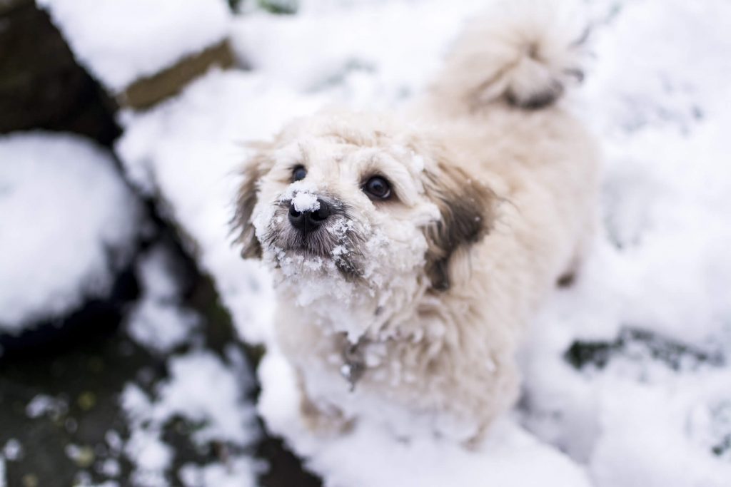 Pennsylvania now has a law against leaving dogs in extreme hot or cold weather such as snow