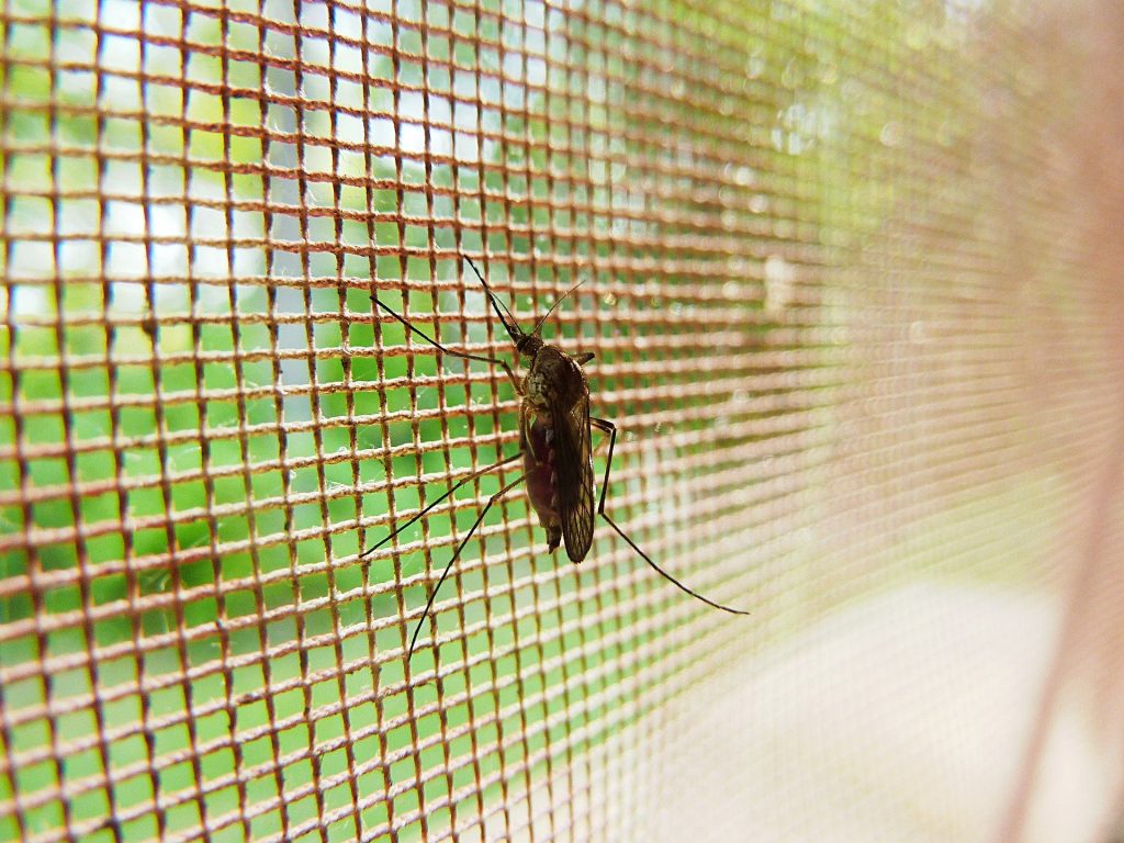 Aҫaí extract found to fight malaria in mice