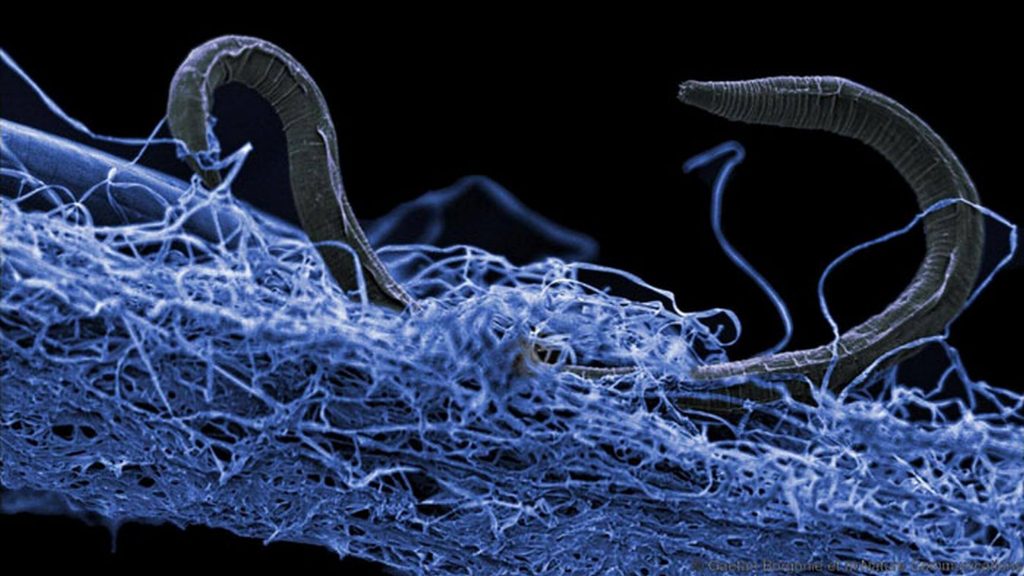A sulfate breathing nematode in a biofilm of microorganisms. This unidentified species from Kopanang gold mine in South Africa resides 4,600 feet below the surface.photo credit: Gaetan Borgonie / Extreme Life Isyensya