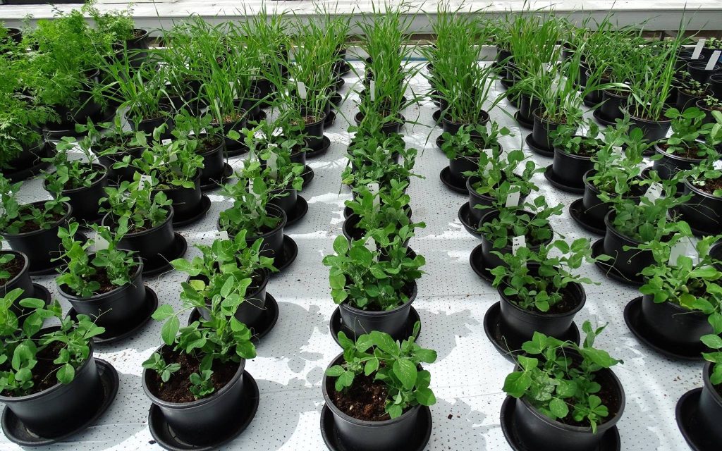 Tomatoes, Peas And Other Crops Can Be Grown On Mars And The Moon