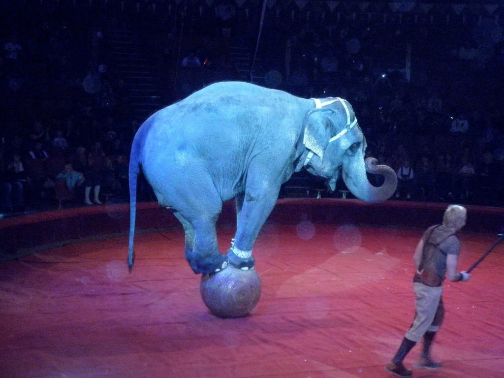 Ramba, The Rescued Circus Elephant, Arrives At New Sanctuary In Brazil