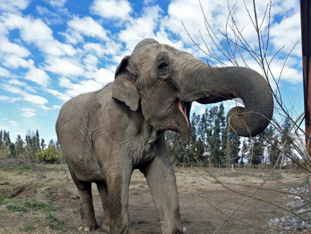 Ramba, The Rescued Circus Elephant, Arrives At New Sanctuary In Brazil