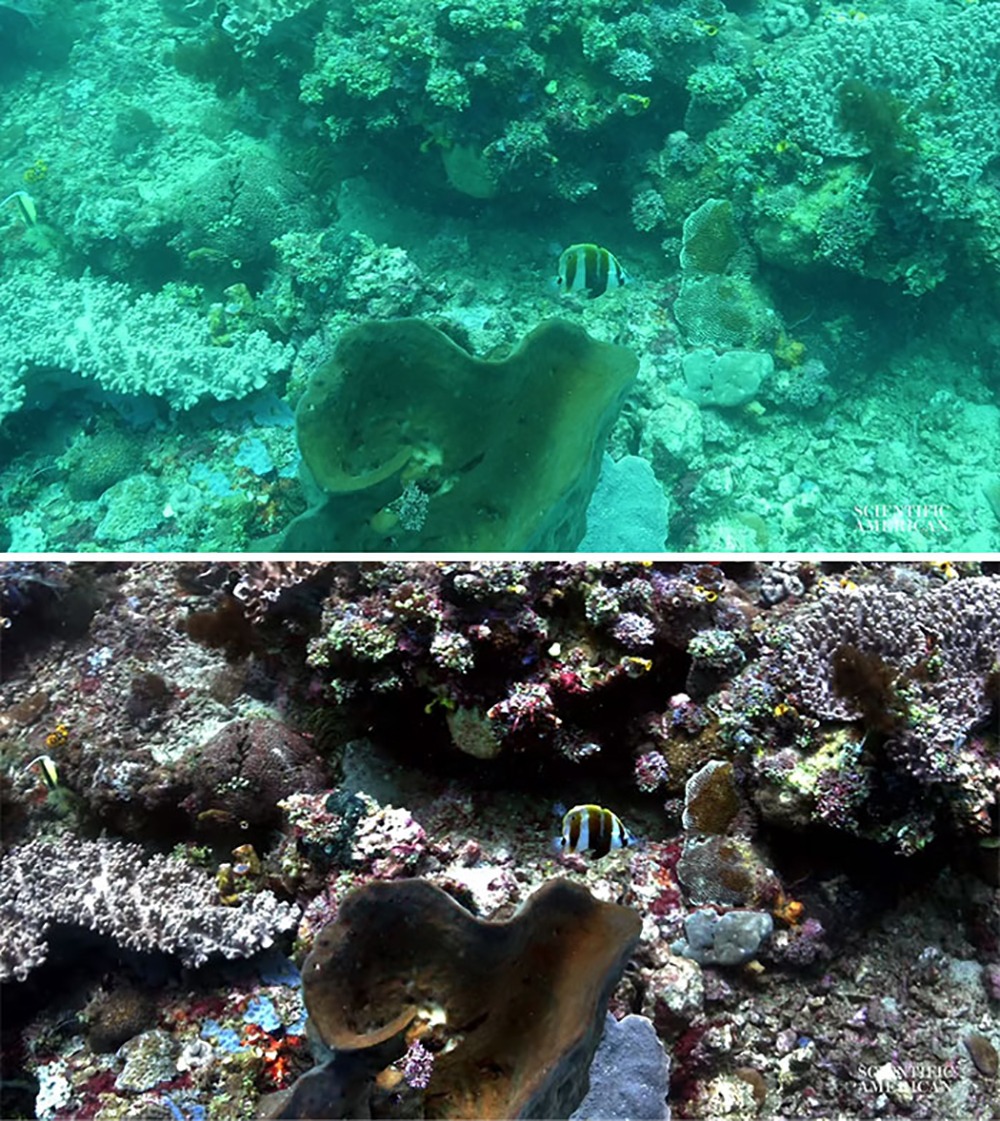 Sea-thru algorithm takes away the water from underwater photgraphs so you can see all the color of corals and marine life