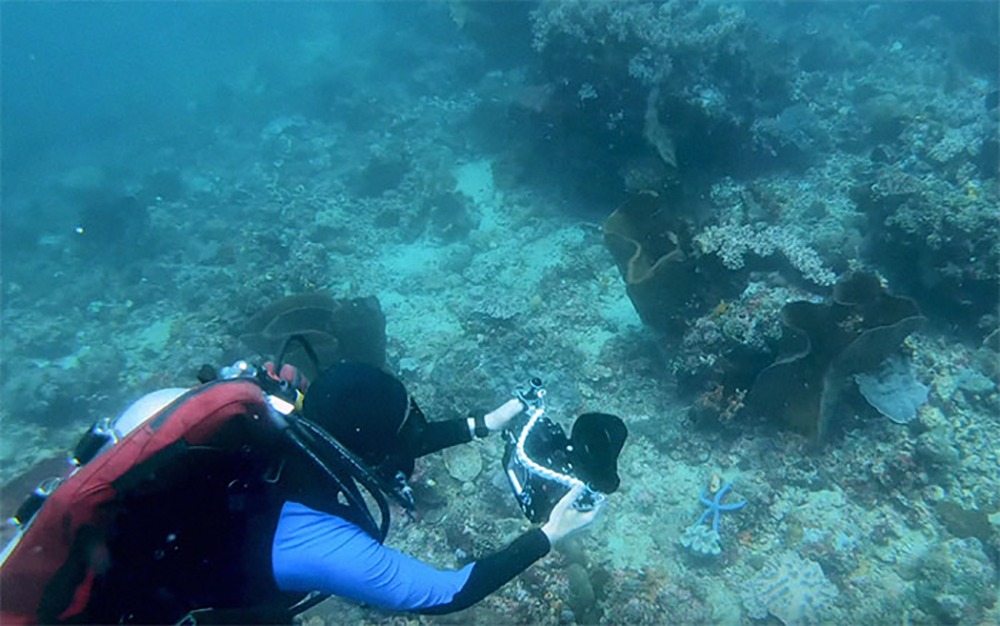 The algorithm takes away the water from underwater photgraphs so you can see all the color of corals and marine life