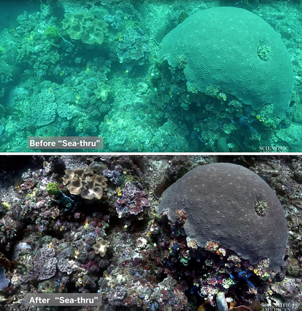 Sea-thru algorithm takes away the water from underwater photgraphs so you can see all the color of corals and marine life