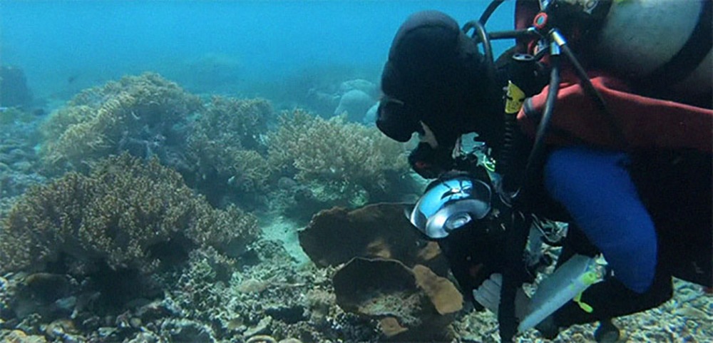 Sea-thru algorithm takes away the water from underwater photgraphs so you can see all the color of corals and marine life