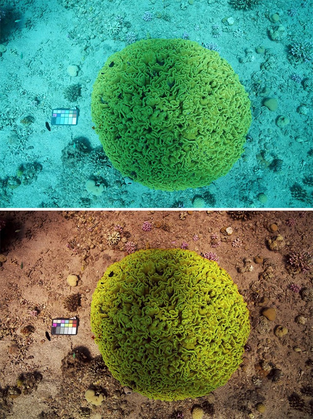 Sea-thru algorithm takes away the water from underwater photgraphs so you can see all the color of corals and marine life