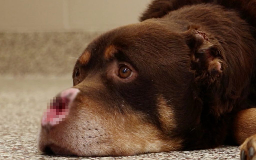 U.S. House Passes Bill To Make Animal Cruelty a Federal Felony