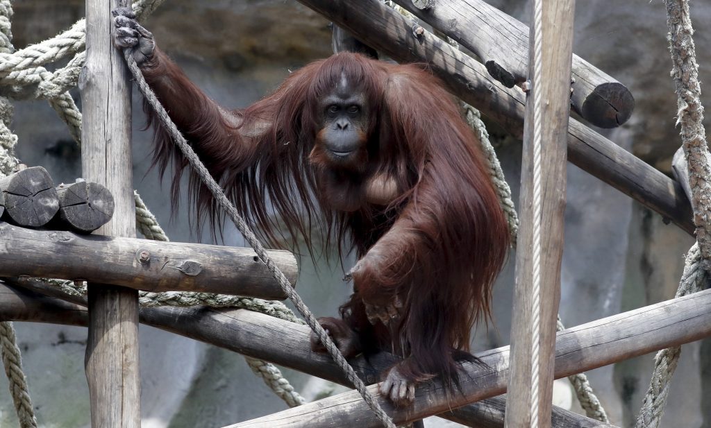 The orangutan Sandra looks out from her enclosure at the former city zoo now known as Eco Parque, in Buenos Aires, Argentina on Sept. 16, 2019