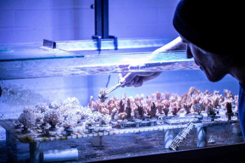 Jeremy Axworthy removes a young coral from a tank at the team's University of Washington lab