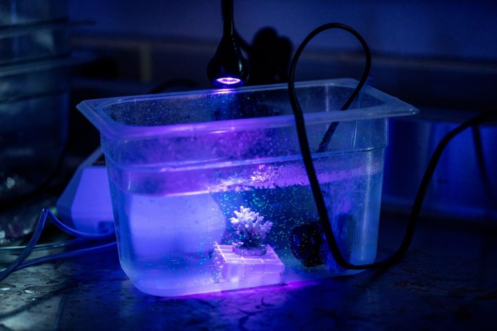 Some Corals Are Eating Micro-plastics With Their Zooplankton