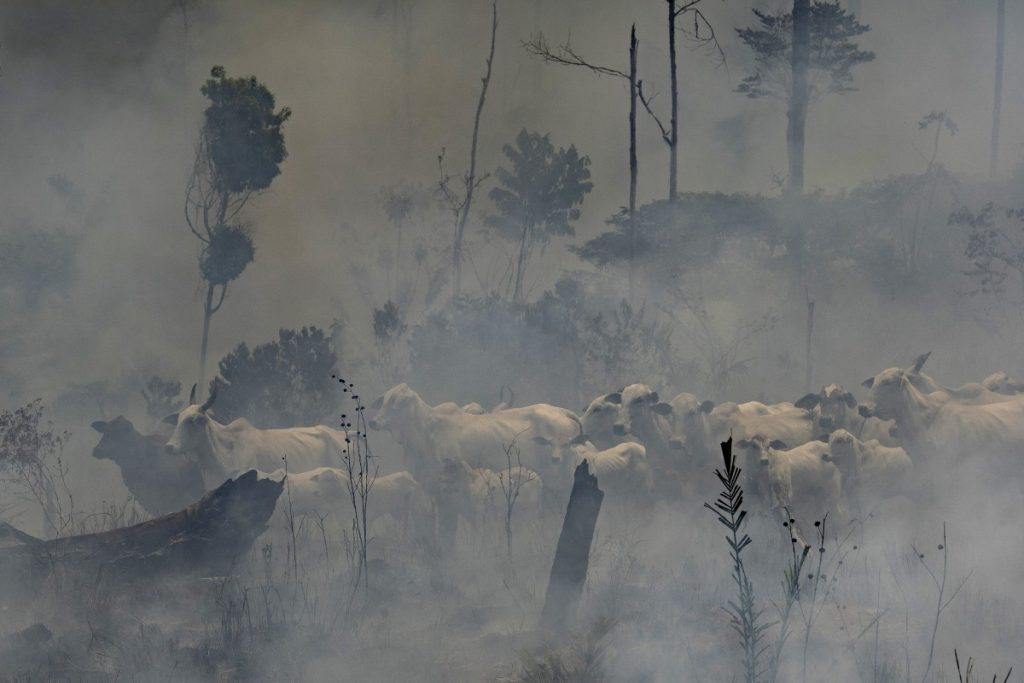 Amazon Cattle Fires.