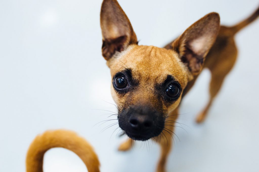 World's First Beer Taproom That Also Houses Foster Dogs