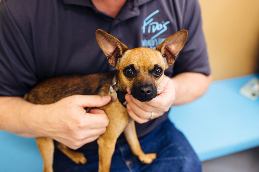 World's First Beer Taproom That Also Houses Foster Dogs