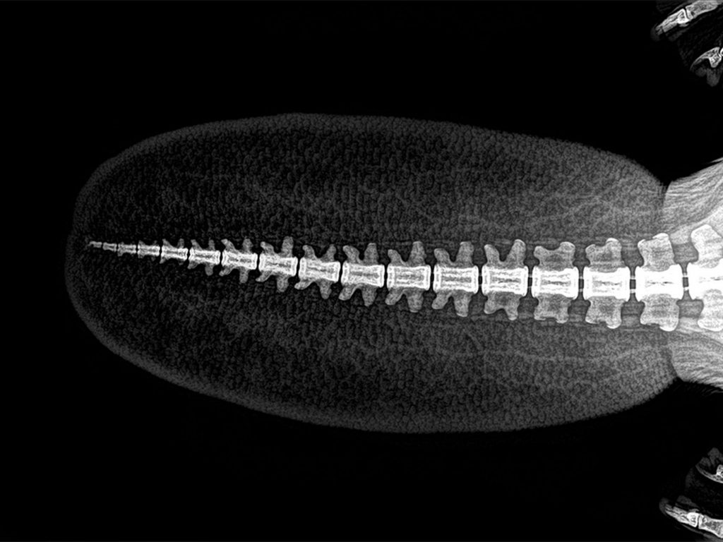 A Beaver's tail