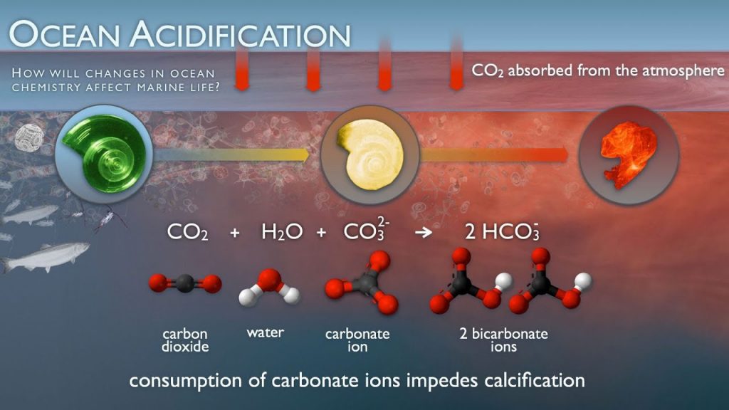 Ocean acidification.