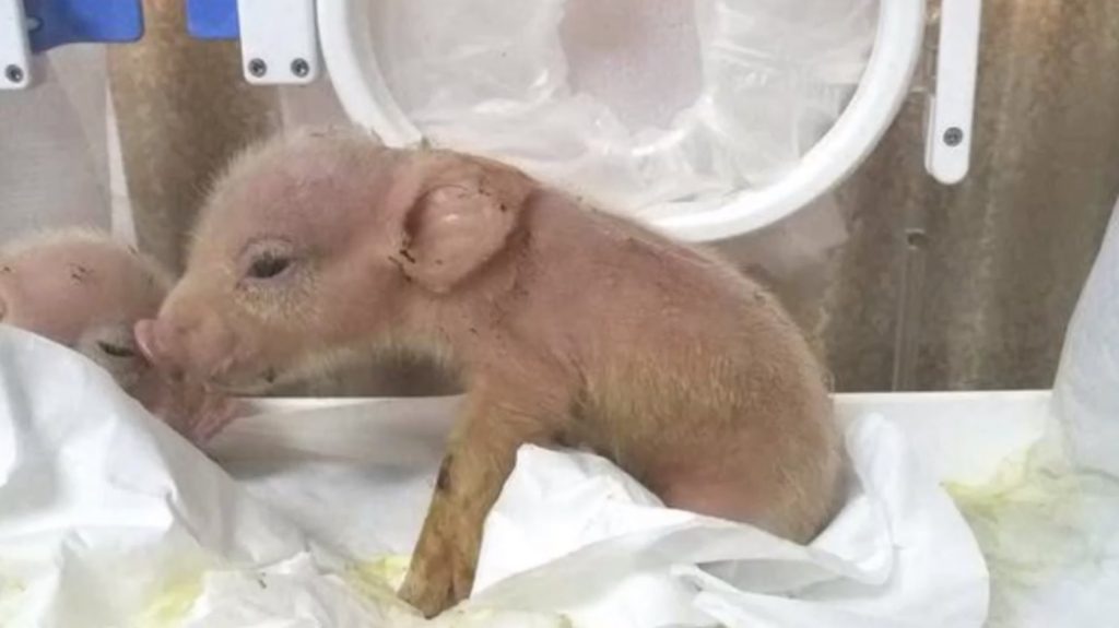 Chinese Scientists Have Successfully Created Monkey-Pig Hybrids