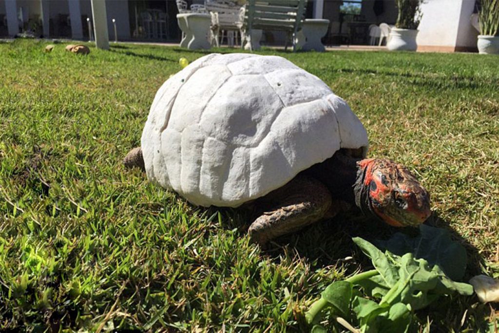 The Tortoise Who Got Burnt In A Fire Receives 3D Printed Shell