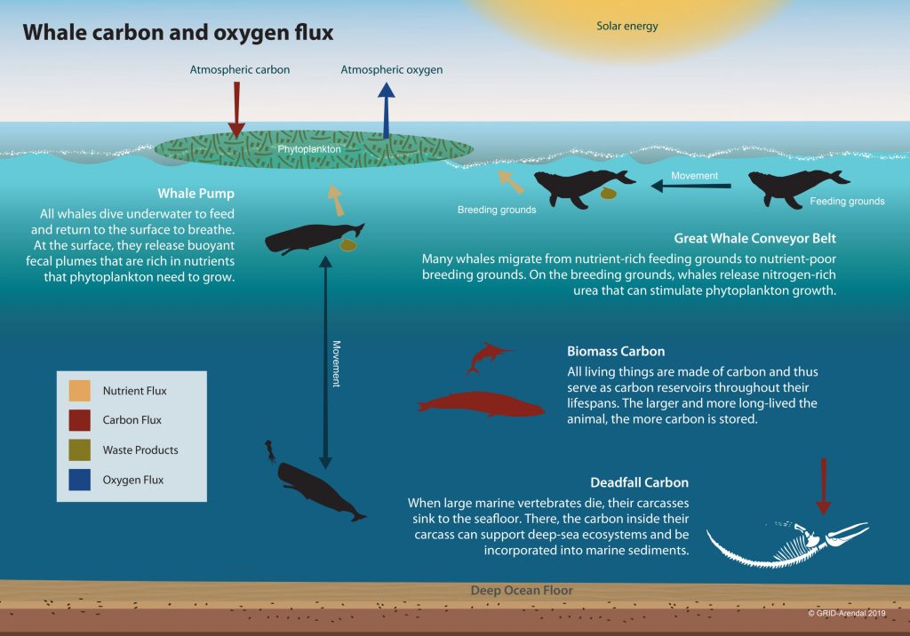 Whale chart showing the carbon and oxygen flux.