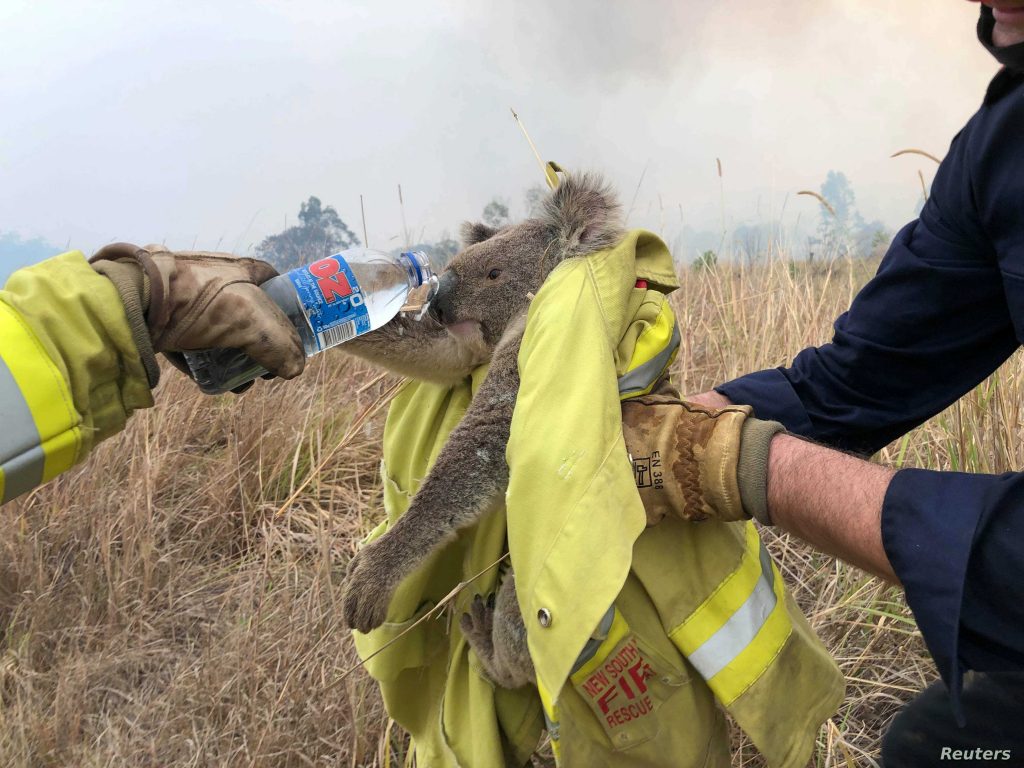 Two Teens Fill Car Up With Koalas To Save Them From Bushfires
