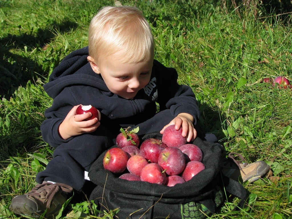 The Streets Of Copenhagen Will Have Communal Fruit Trees