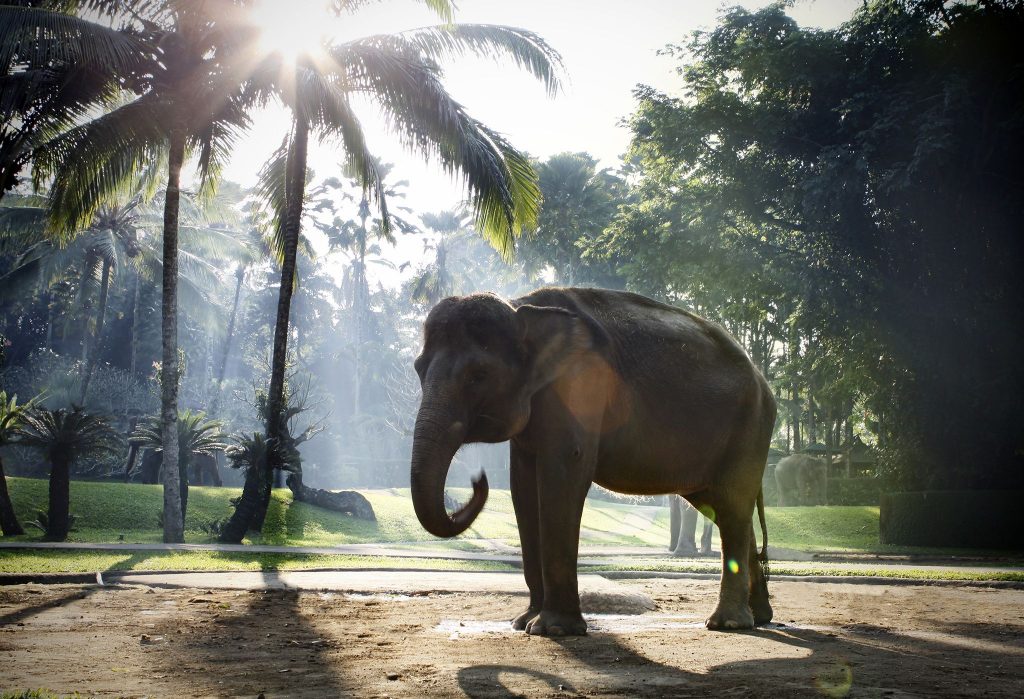 Steve Irwin's Family Opens Elephant Hospital In Indonesia
