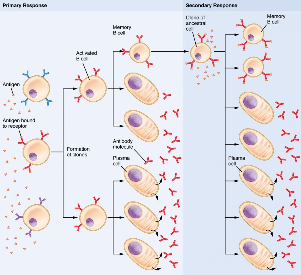 B lymphocytes and antibodies
