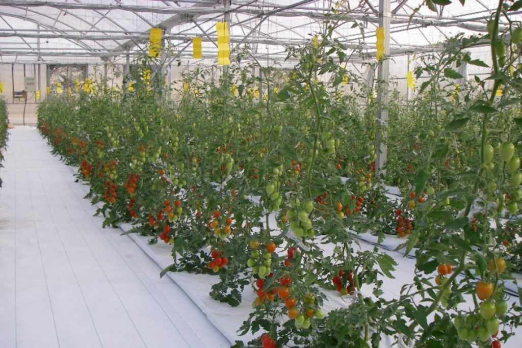 Tomatoes grown using the film farming technique.