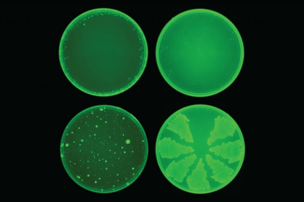 Artificial intelligence Discovers Powerful New Antibiotics