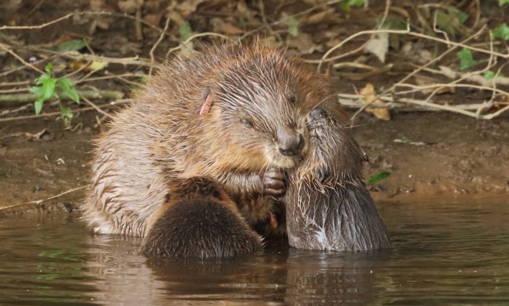 Beavers Reduce Pollution, Cut Floods and Boost Wildlife