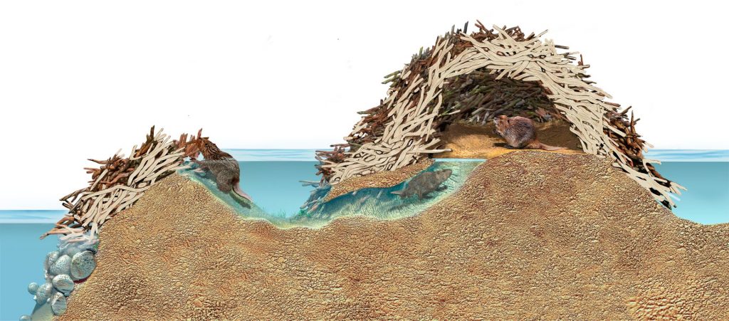 Beavers Reduce Pollution, Cut Floods and Boost Wildlife