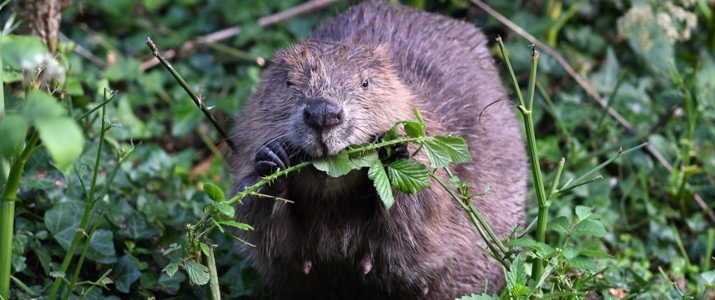 Beavers Reduce Pollution, Cut Floods and Boost Wildlife