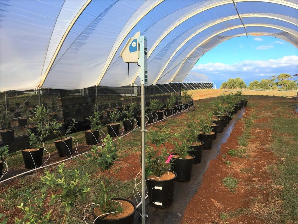 Artificial Intelligence To Improve Berry Yield Predictions