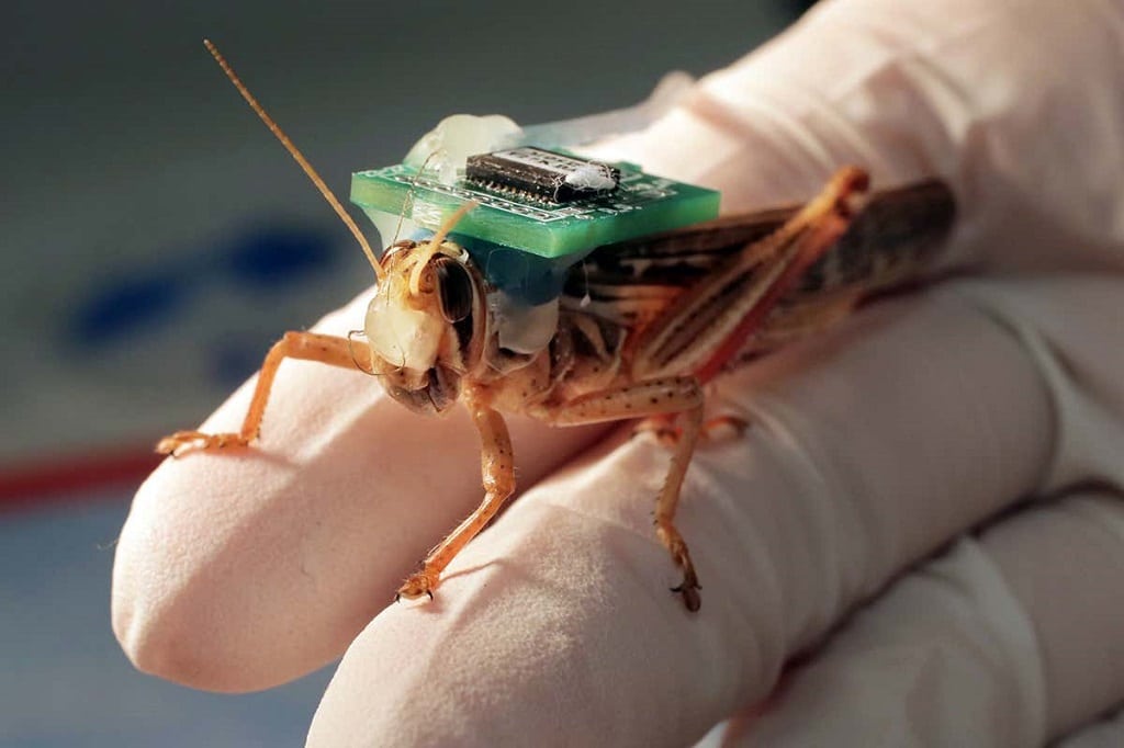 Scientists Create Biological Bomb-Sniffing Grasshoppers