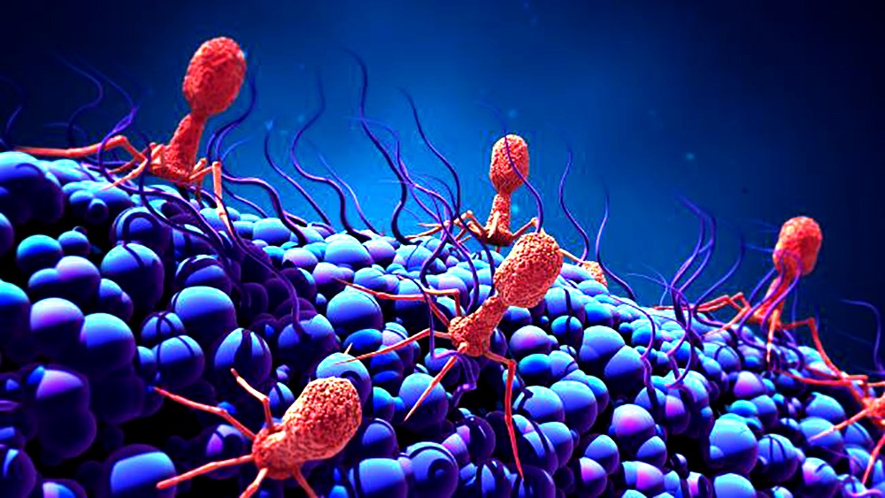 Newly Discovered Giant Viruses With Features Of Microbes