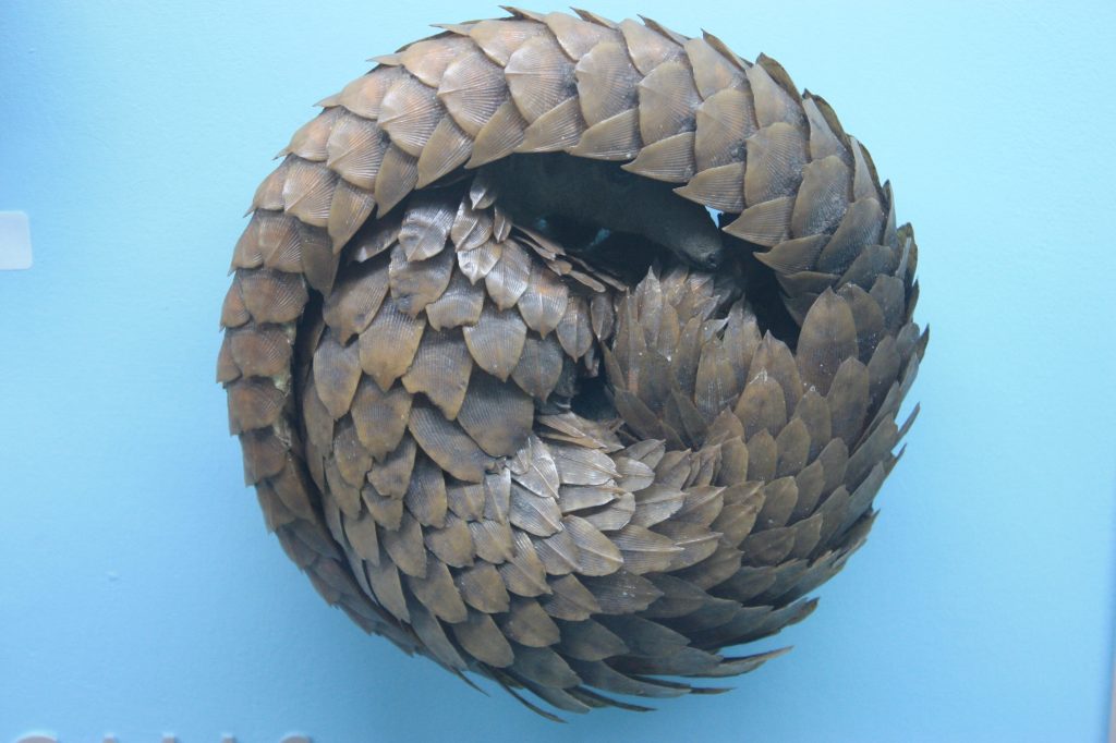 Pangolin Suspected As Direct Source Of Coronavirus Outbreak