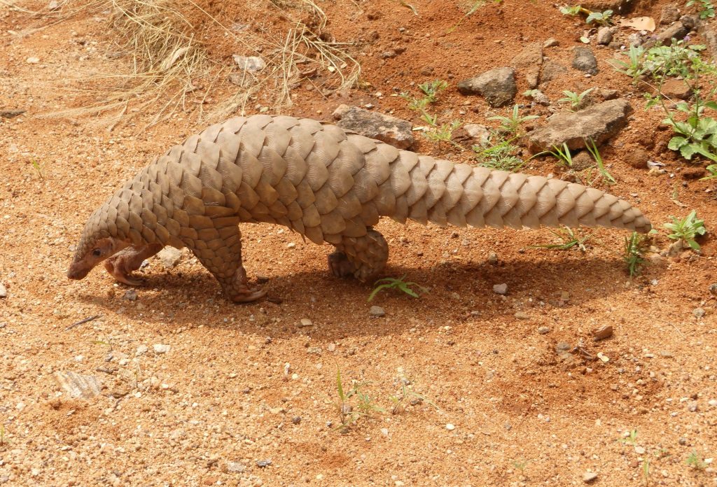 Pangolin Suspected As Direct Source Of Coronavirus Outbreak