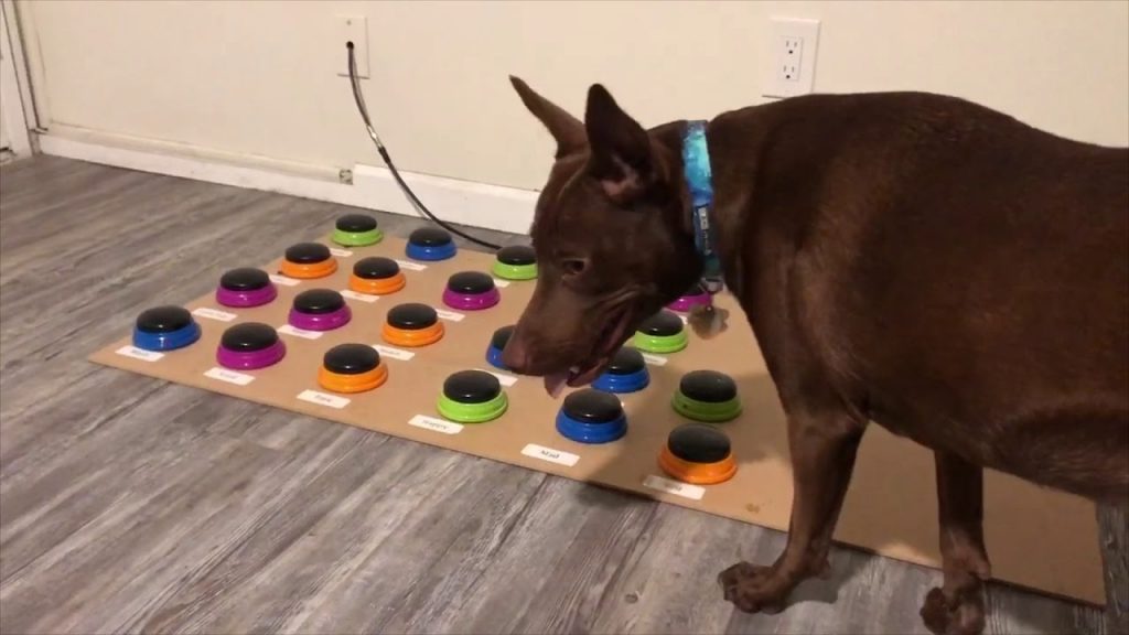 Dog Learns How To Talk Using A Custom Soundboard