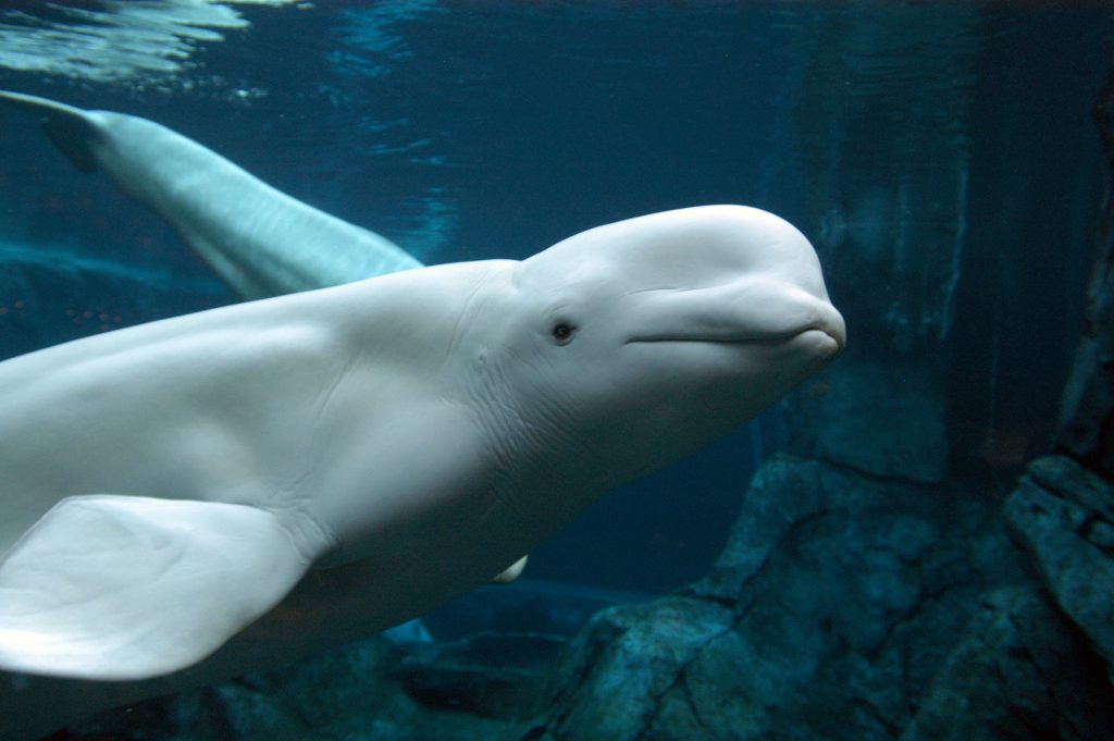Alaska Oil Drilling Agency Is Sued After Beluga Whale Numbers Drop