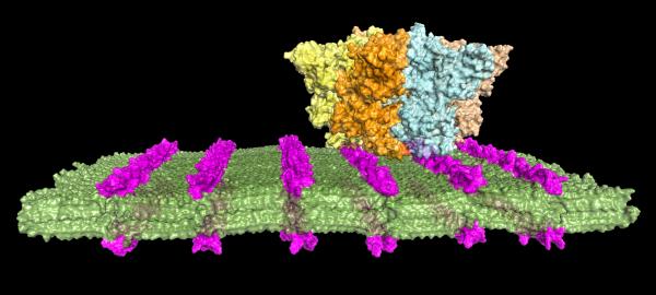 A molecular model of the artificial antibody system. The nanosheet is shown in green, and the loopoids in purple. The larger structure looming over it is an anthrax protein